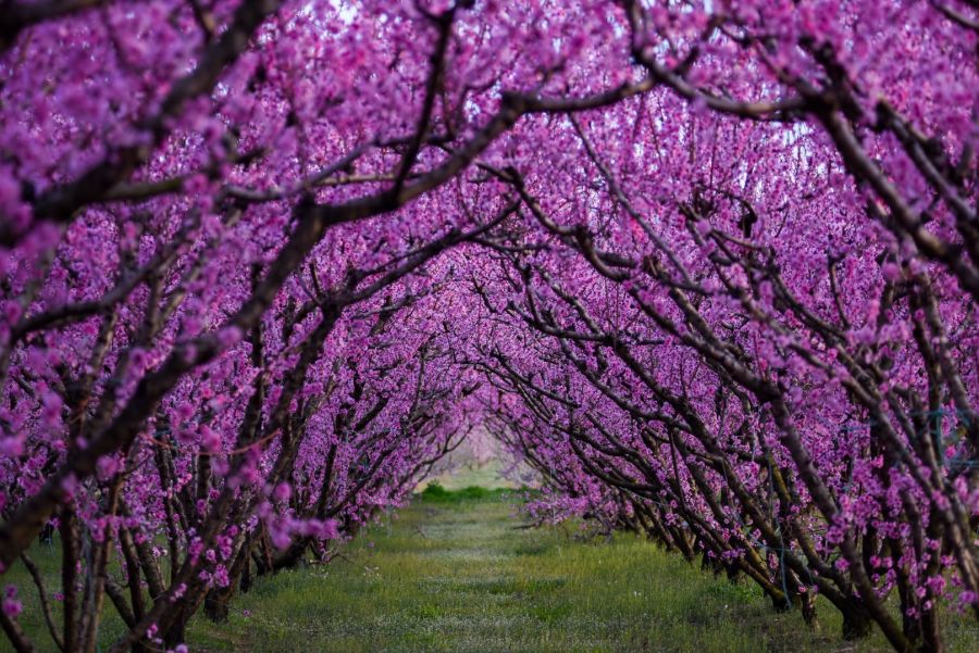 Odoo • Text and Image