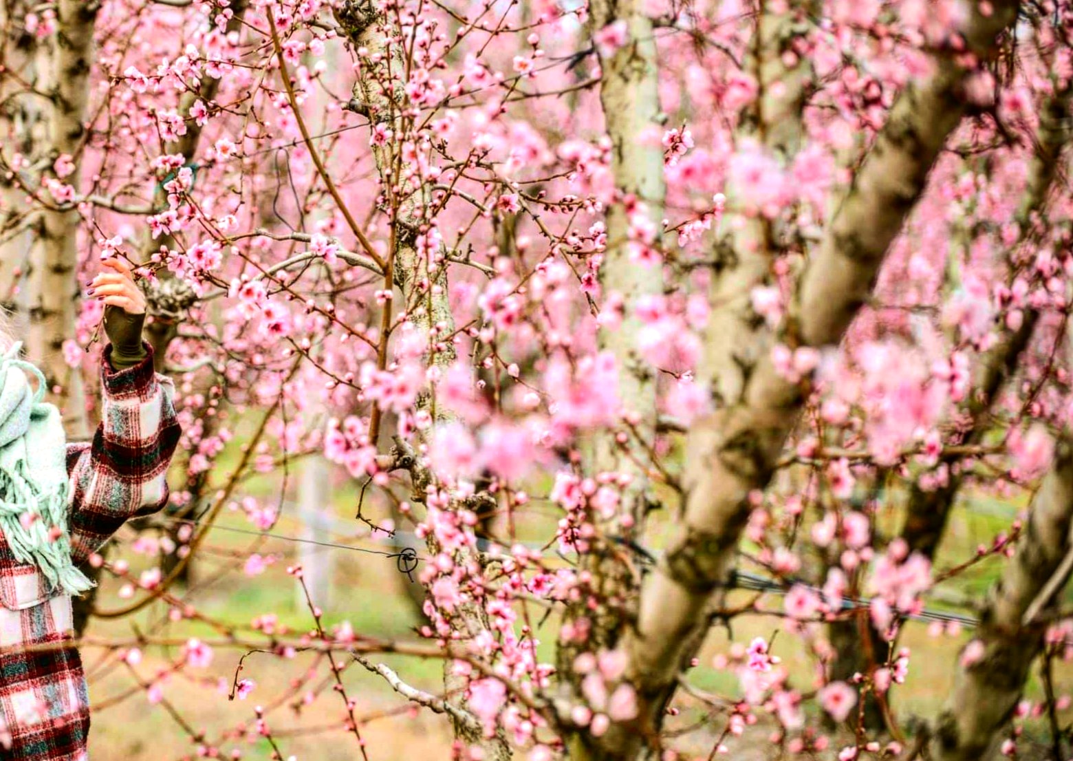 Odoo • Text and Image